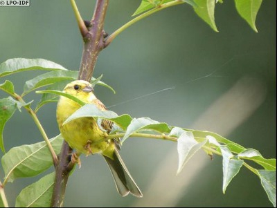 Bruant jaune